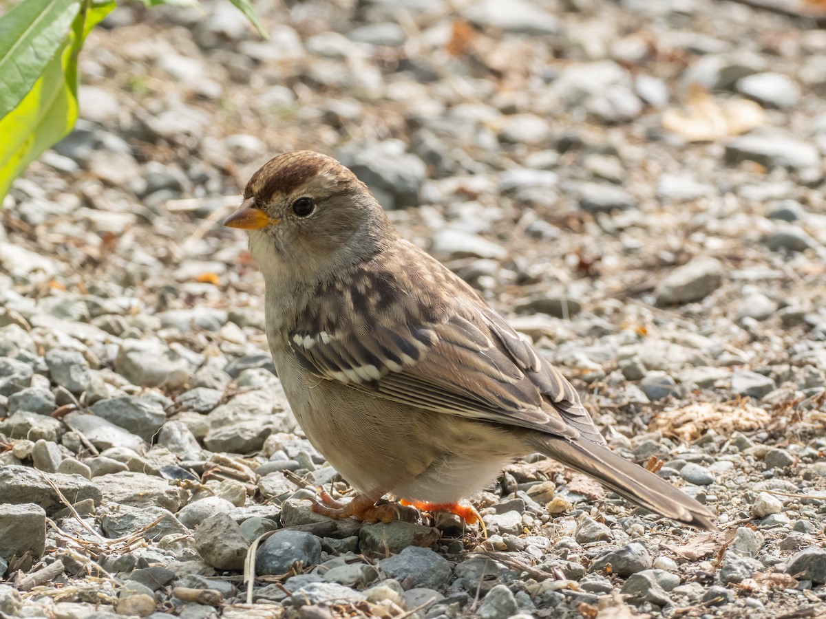 White-crowned Sparrow - ML640933354