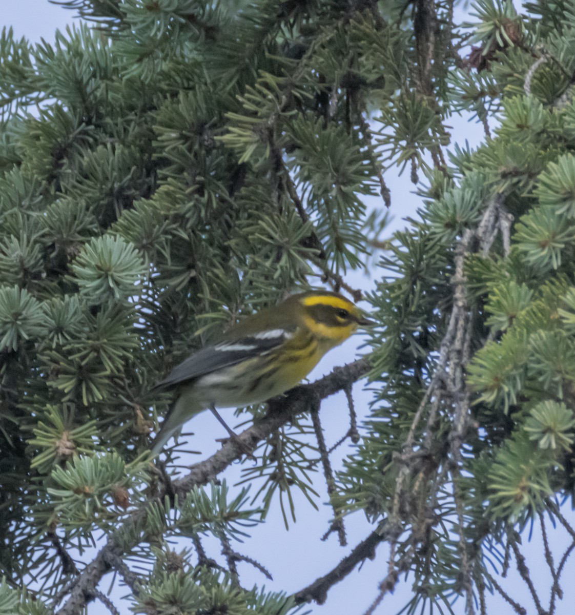 Townsend's Warbler - ML640933429