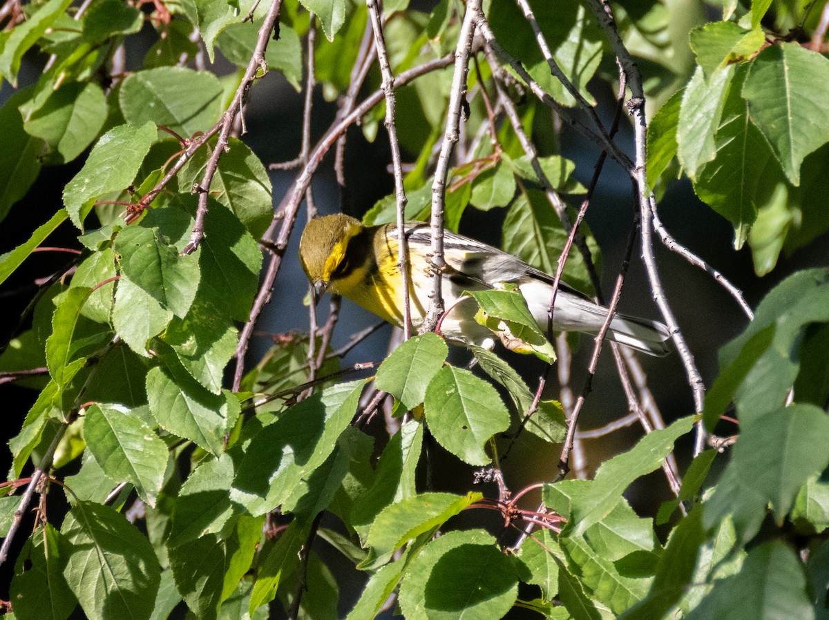 Townsend's Warbler - ML640933435