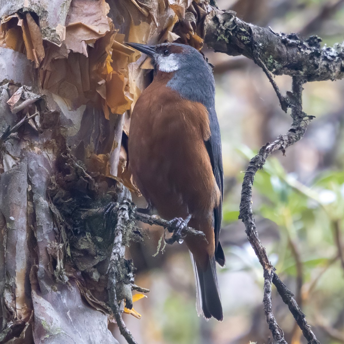 Giant Conebill - ML640933457