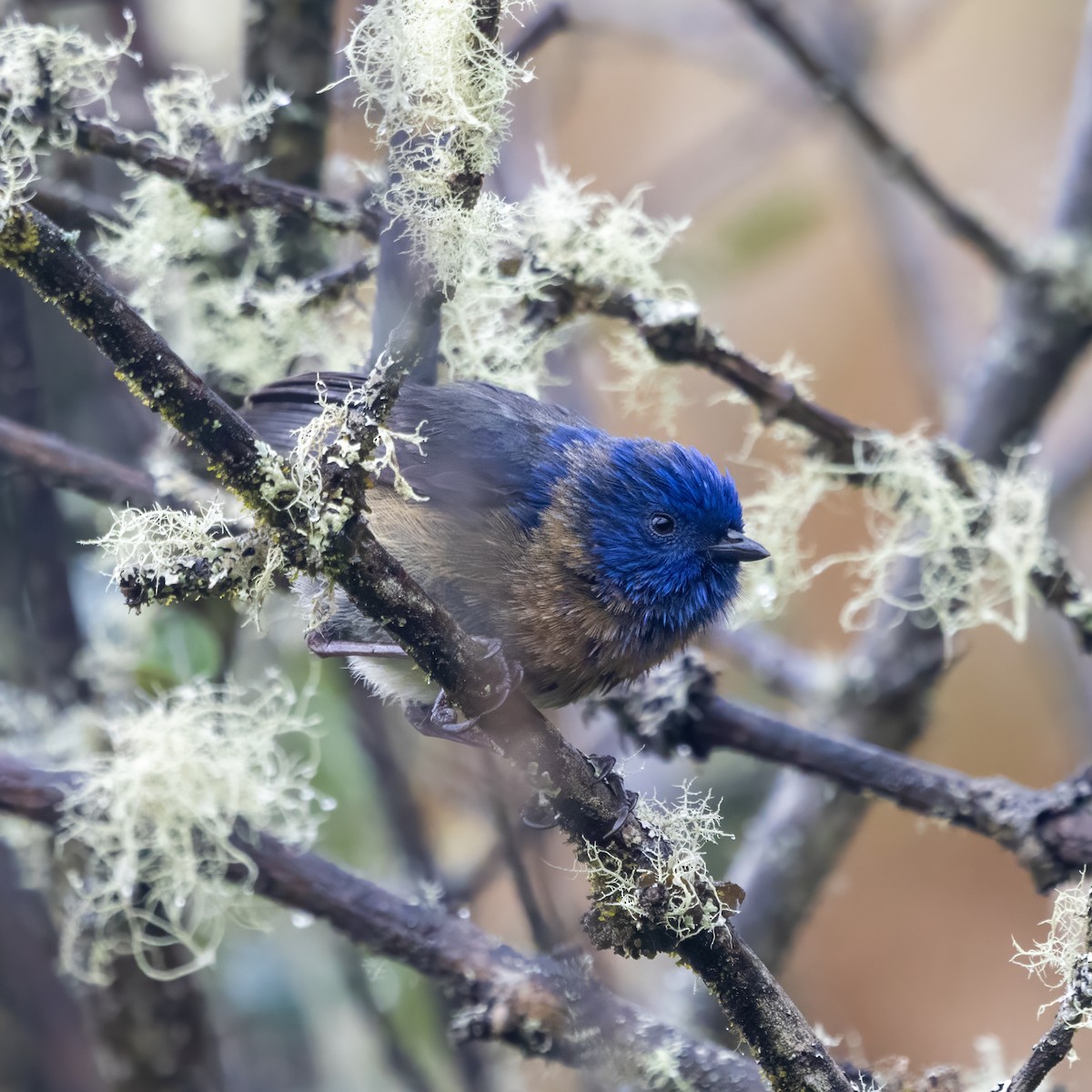 Tit-like Dacnis - ML640933507