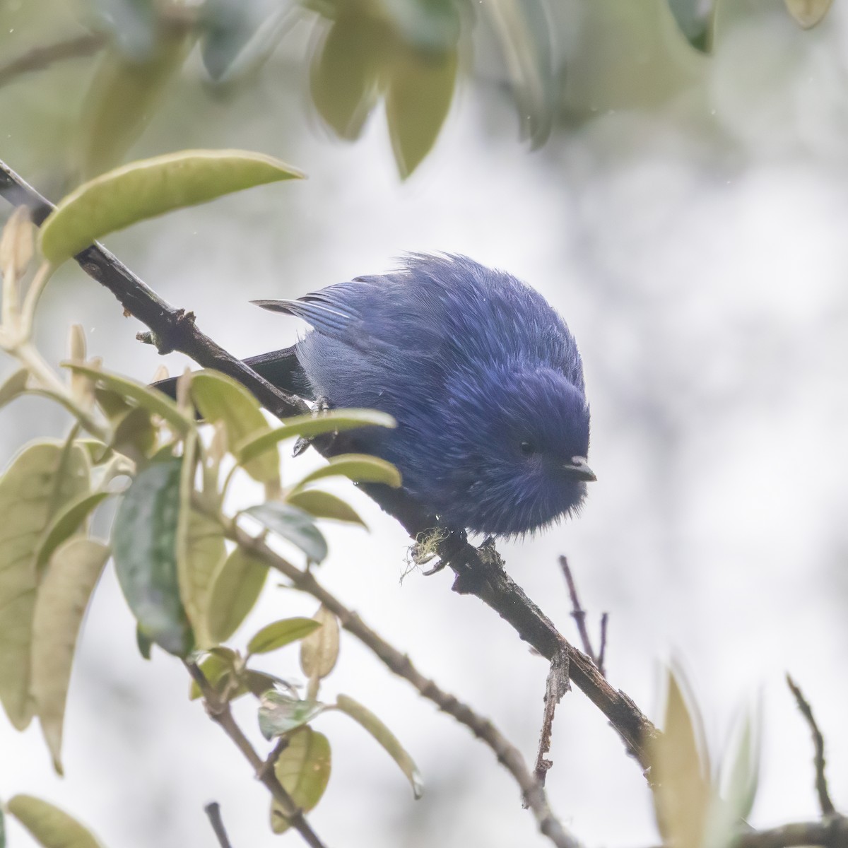 Tit-like Dacnis - ML640933536