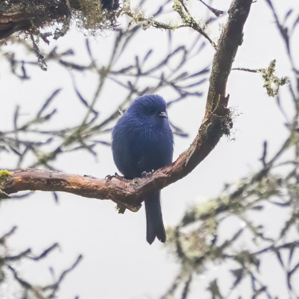 Tit-like Dacnis - ML640933570