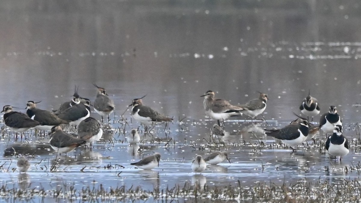 Sociable Lapwing - ML640933655