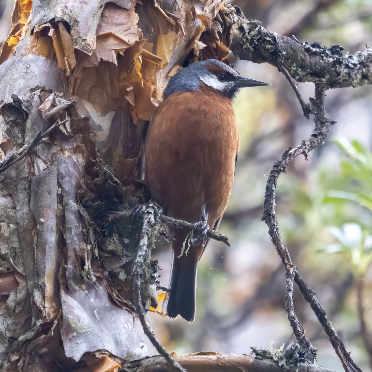 Giant Conebill - ML640933676