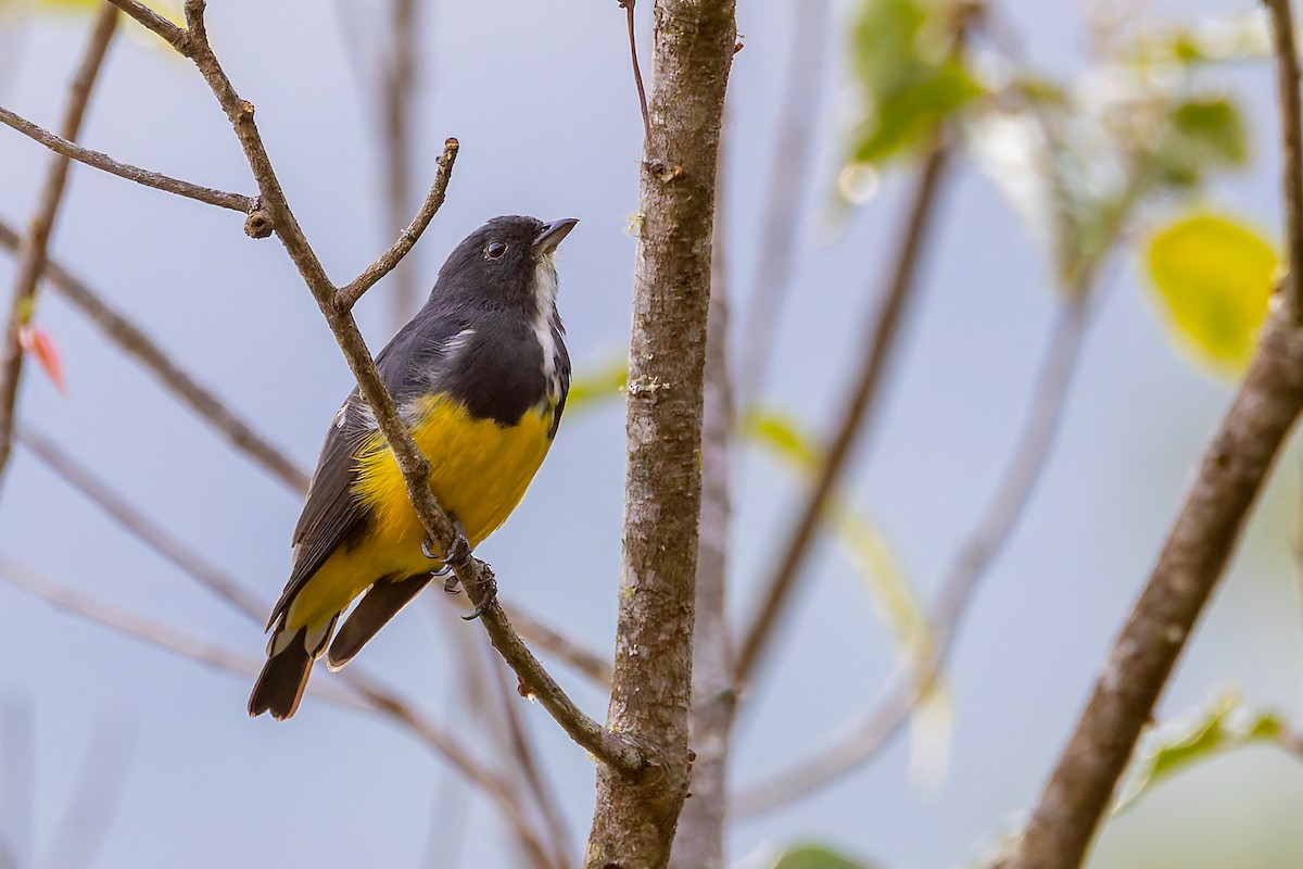 Yellow-bellied Flowerpecker - ML640933723