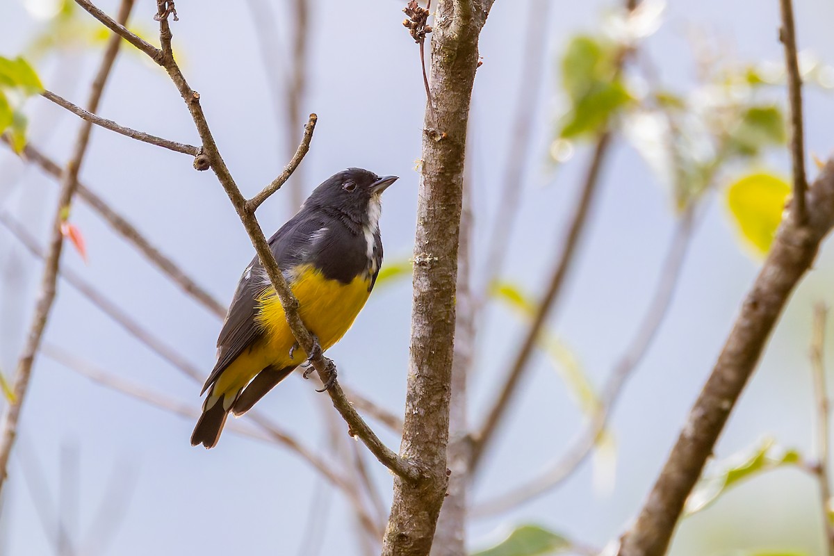 Yellow-bellied Flowerpecker - ML640933724