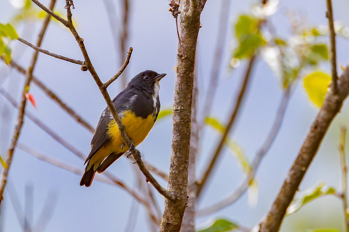 Yellow-bellied Flowerpecker - ML640933728