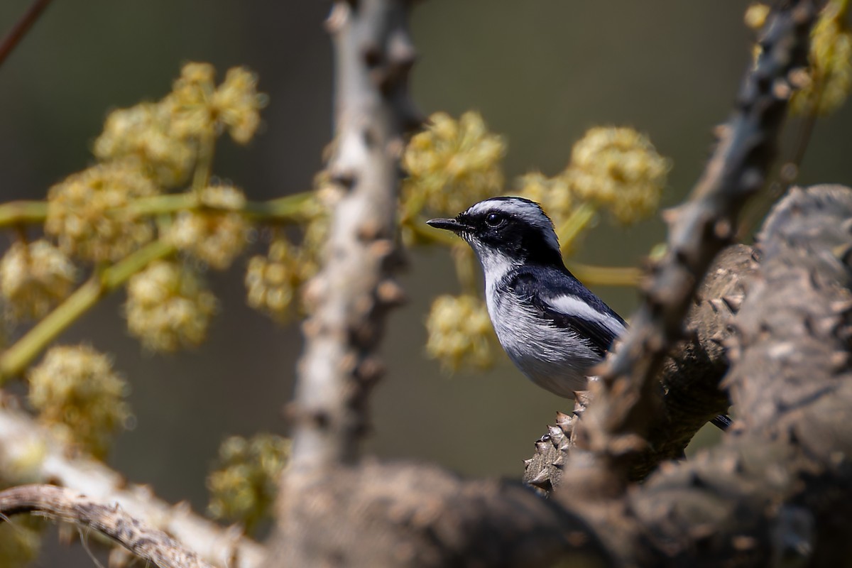 Little Pied Flycatcher - ML640933753