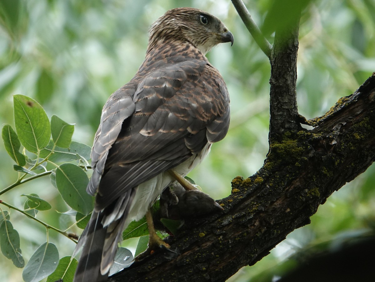 Cooper's Hawk - ML640933758