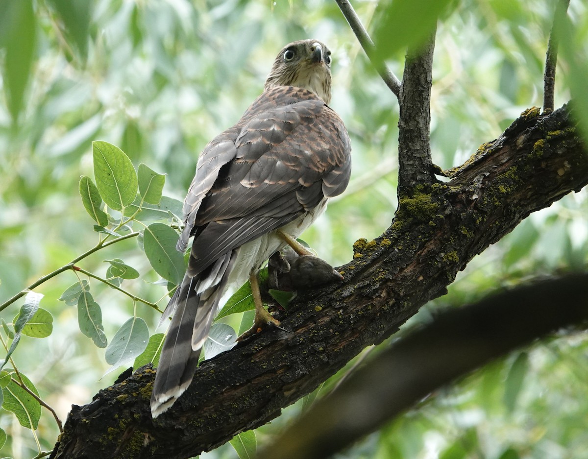 Cooper's Hawk - ML640933767