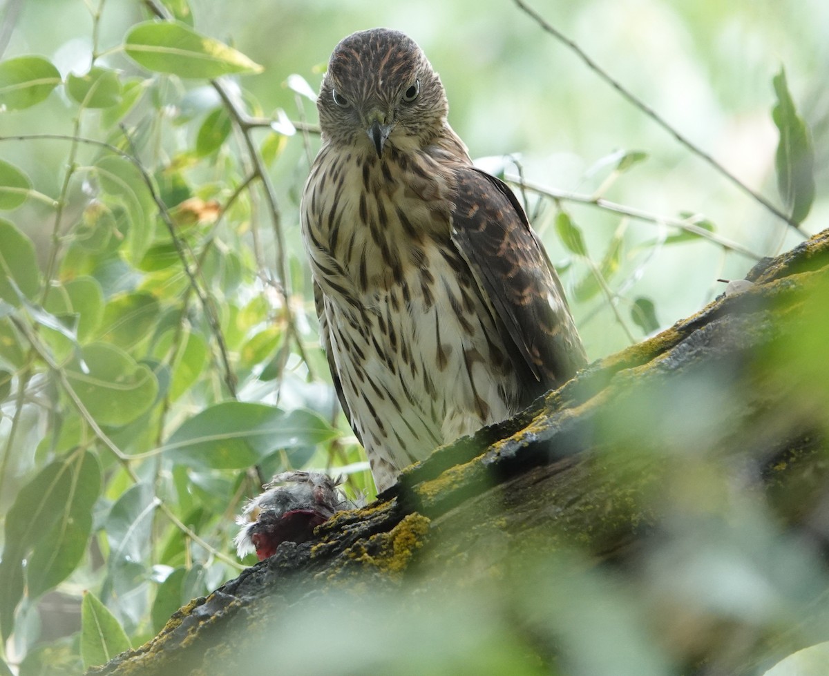 Cooper's Hawk - ML640933789