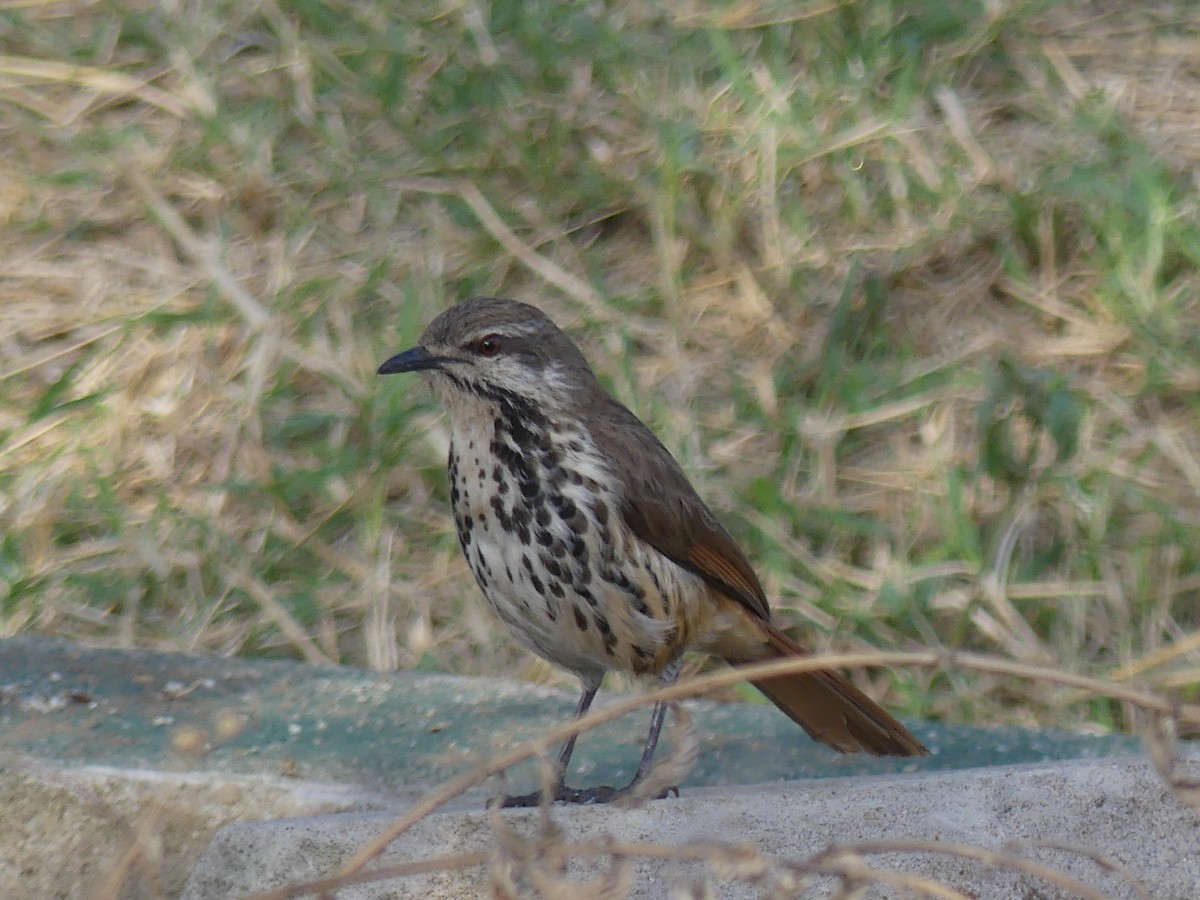 Spotted Morning-Thrush - ML640933795