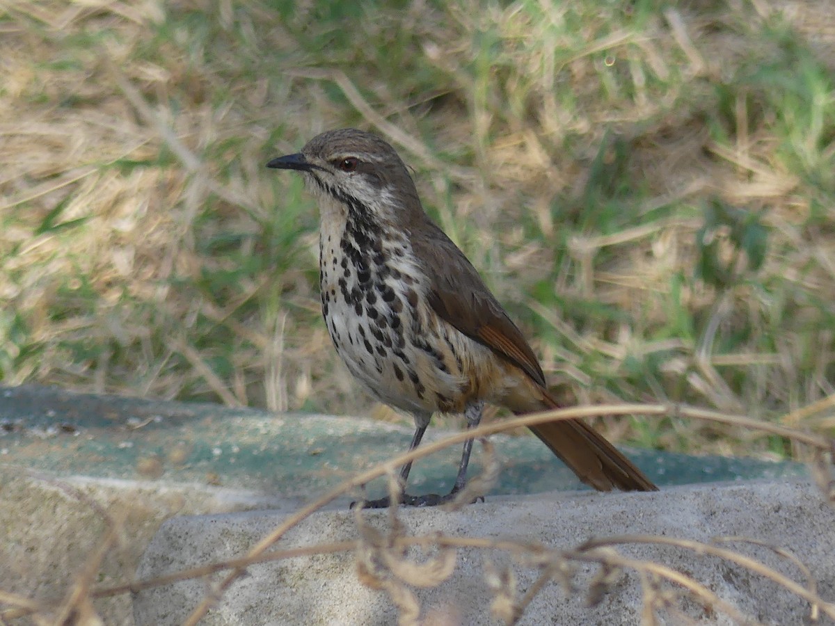 Spotted Morning-Thrush - ML640933799