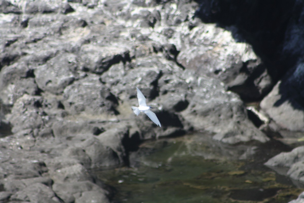 White Tern - ML640933806
