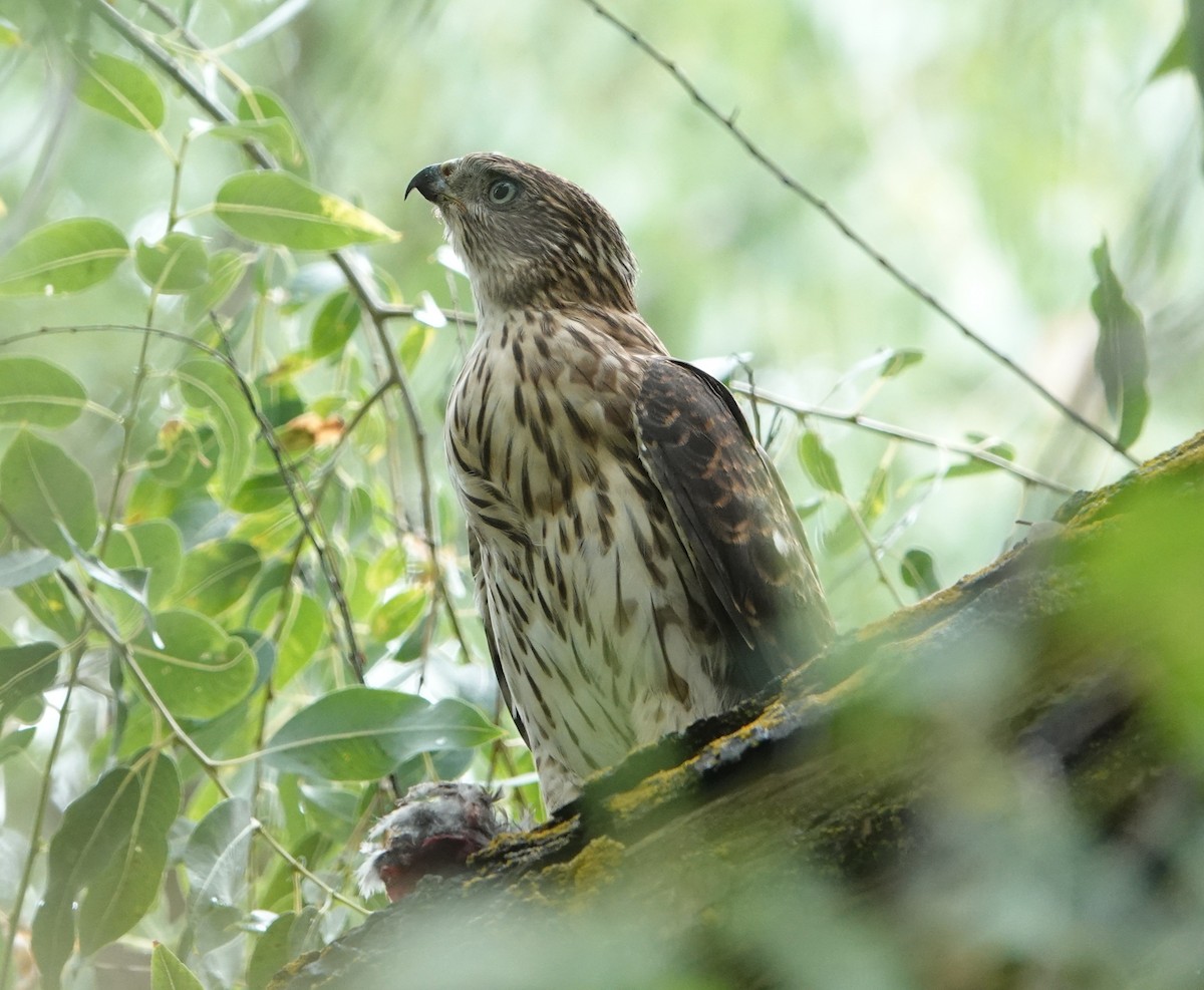 Cooper's Hawk - ML640933809