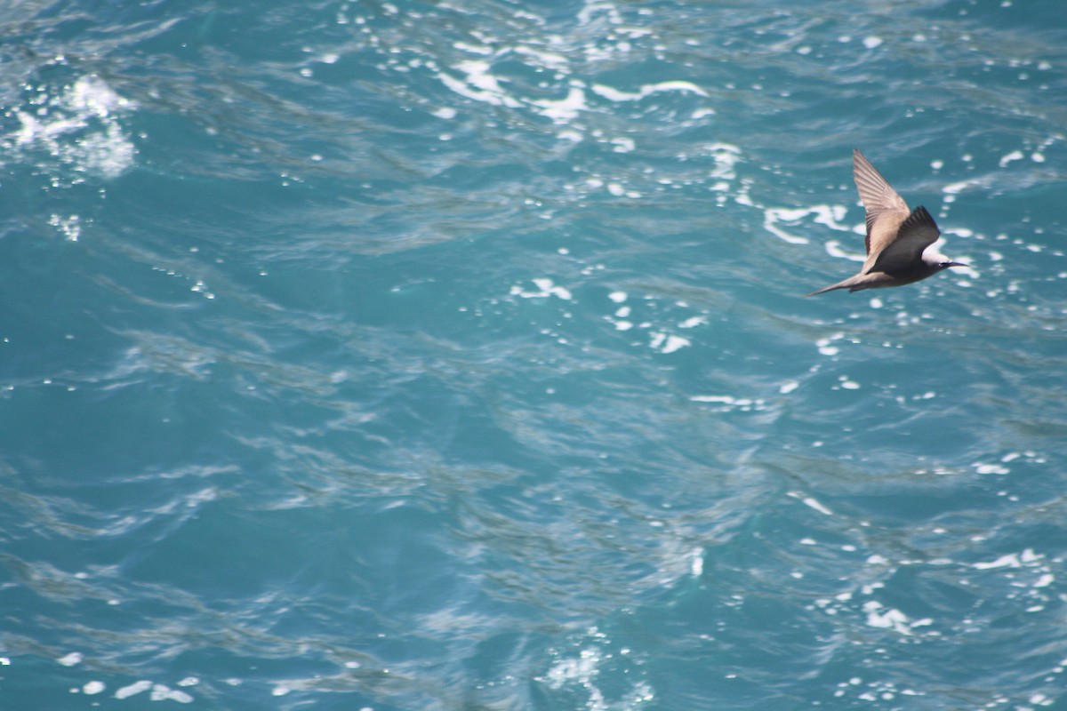 Brown Noddy - ML640933813