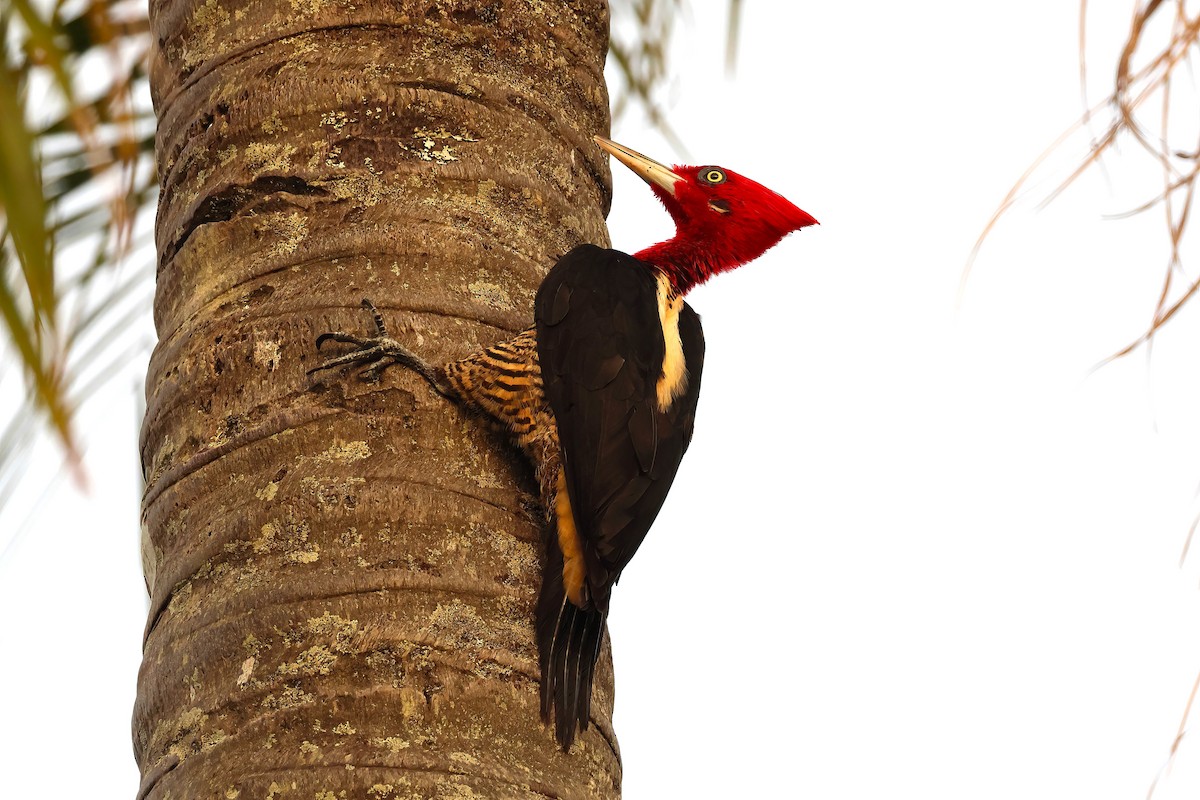Robust Woodpecker - ML640933820