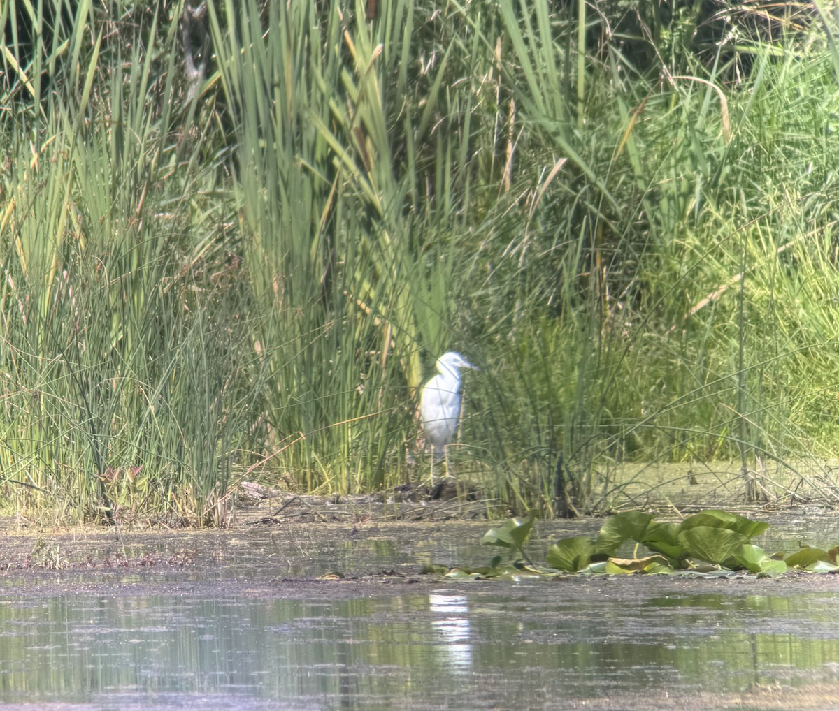 Little Blue Heron - ML640933832