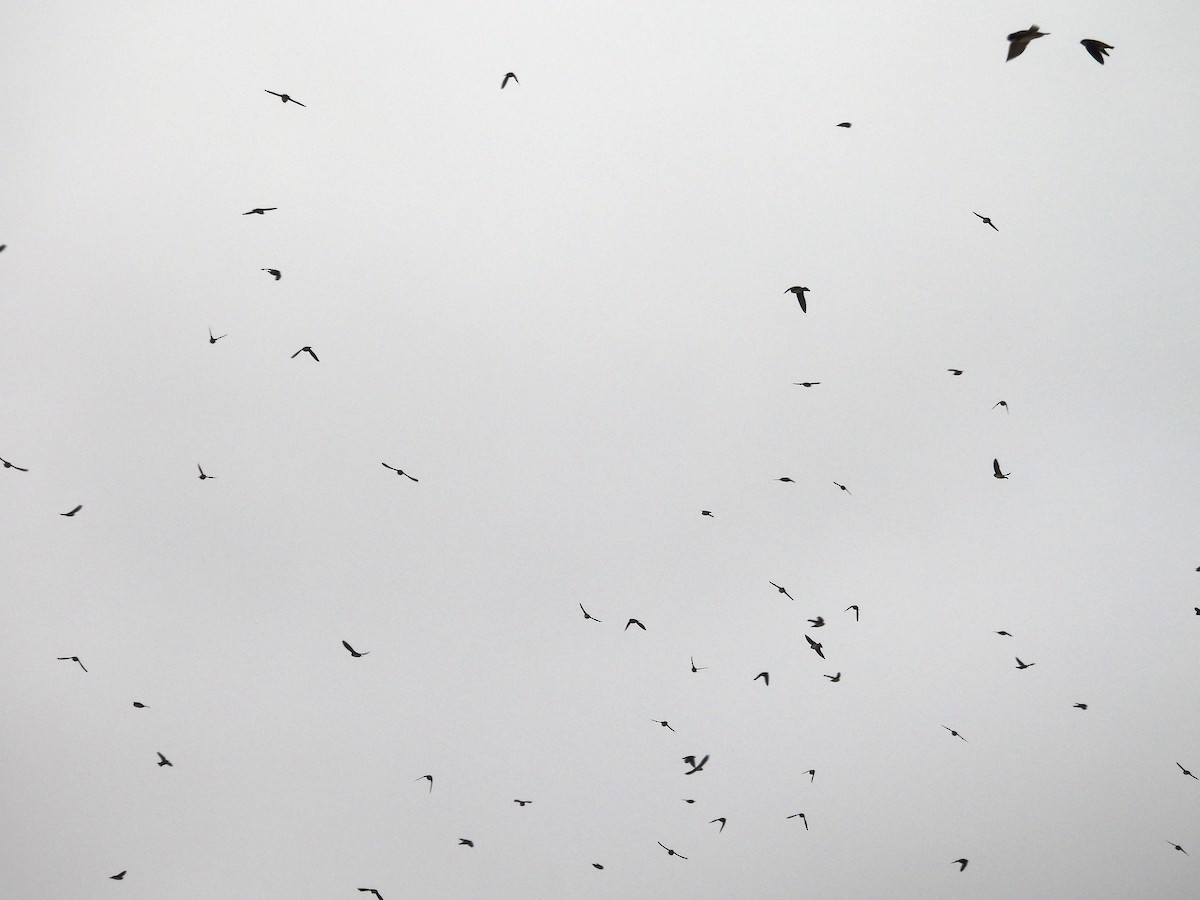 Chestnut-collared Swallow - ML640933872