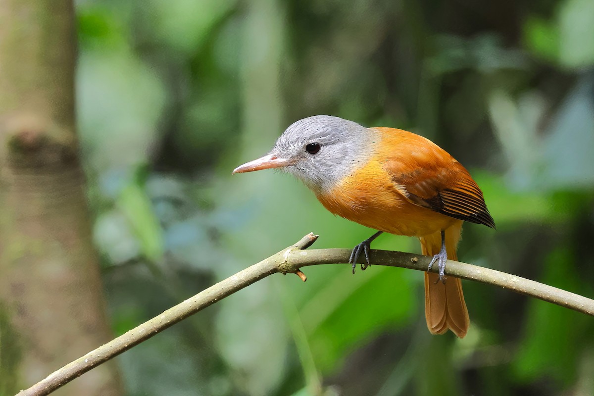 Gray-hooded Attila - ML640933917