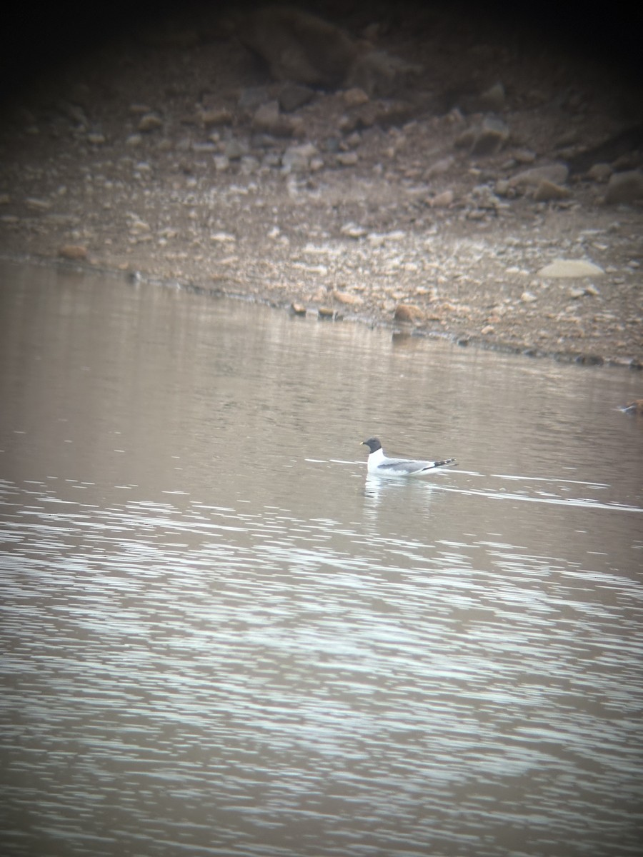 Sabine's Gull - ML640933926