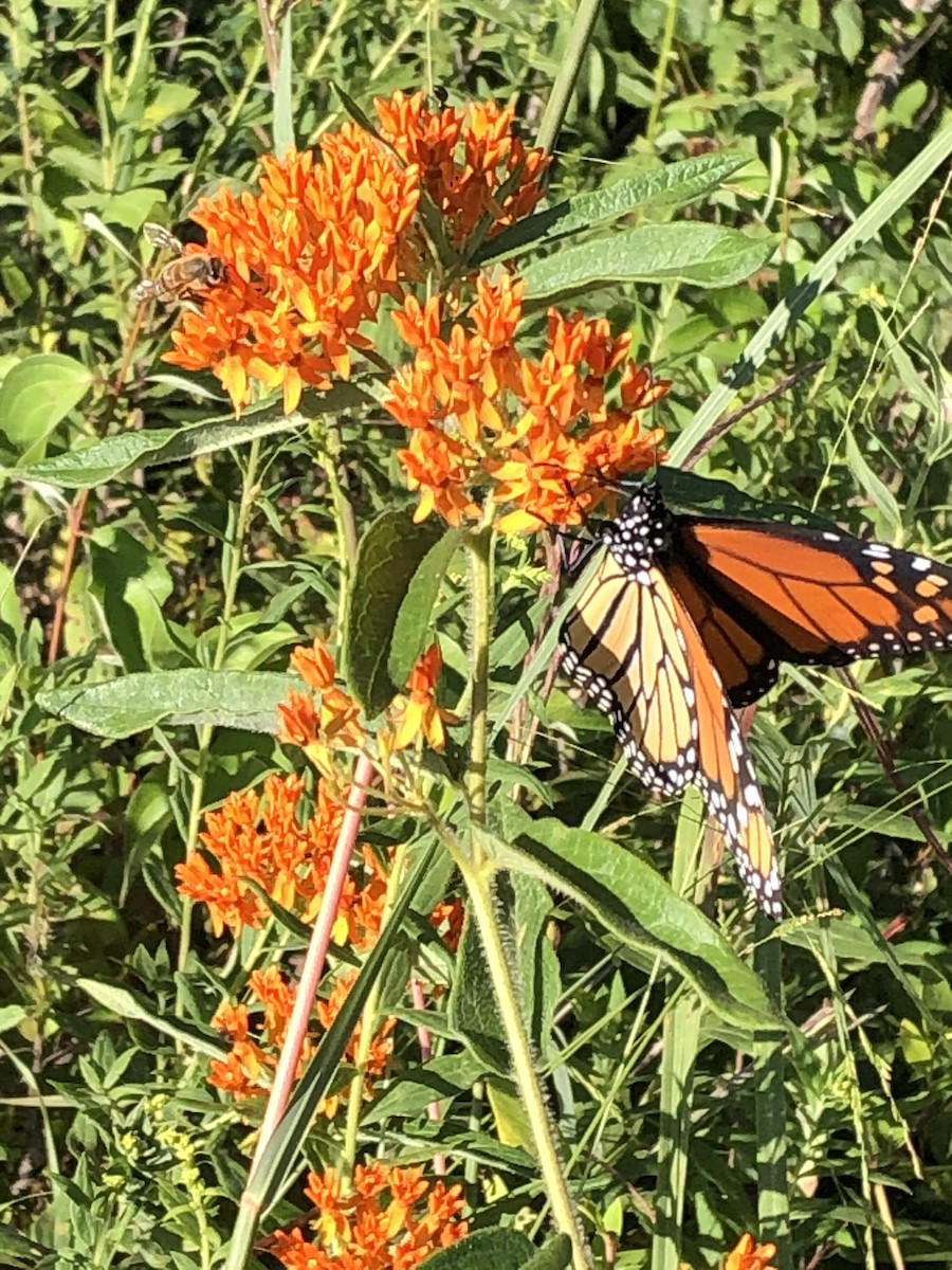 Monarch - ML640933942