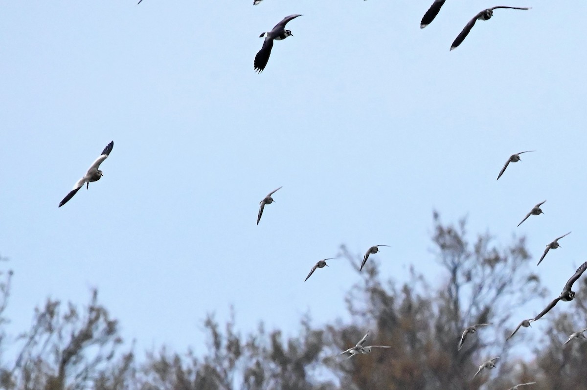 Sociable Lapwing - ML640933952