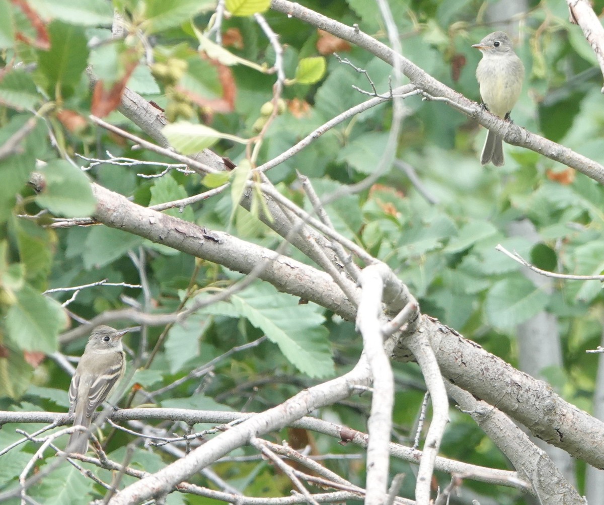 Empidonax sp. - ML640933955