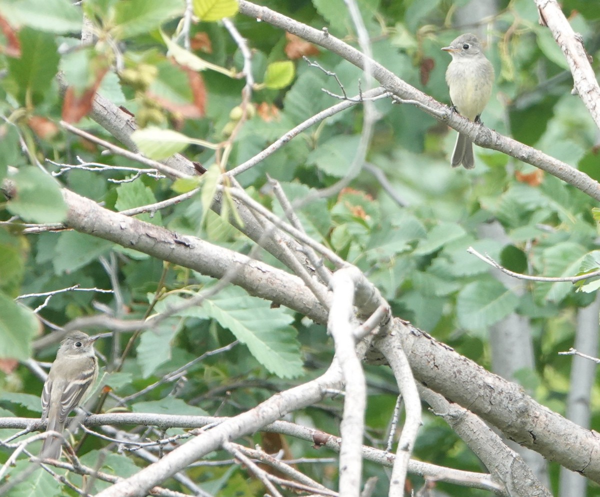 Empidonax sp. - ML640933957