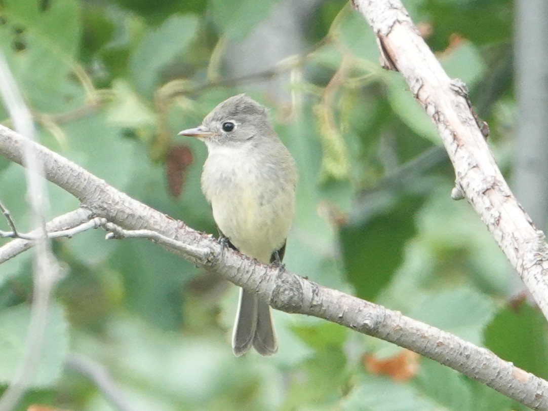 Hammond's/Dusky Flycatcher - ML640933964
