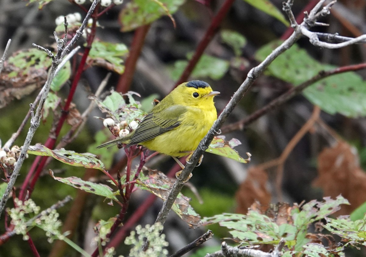 Wilson's Warbler - ML640933972