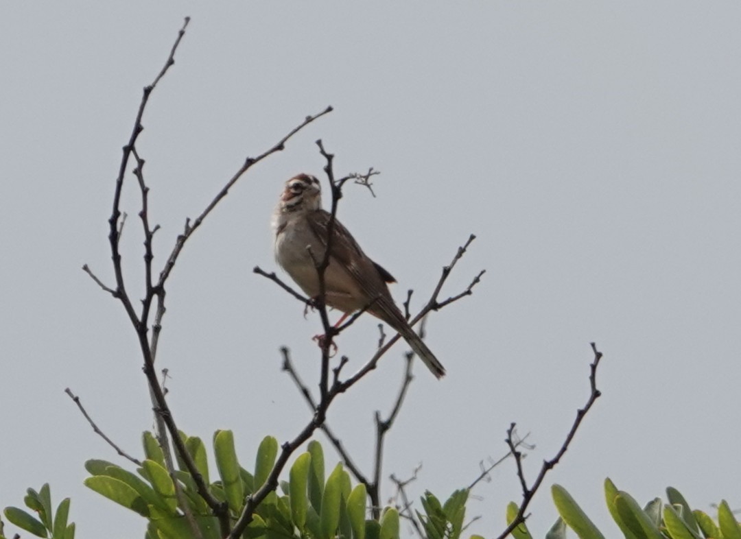 Lark Sparrow - ML640933978