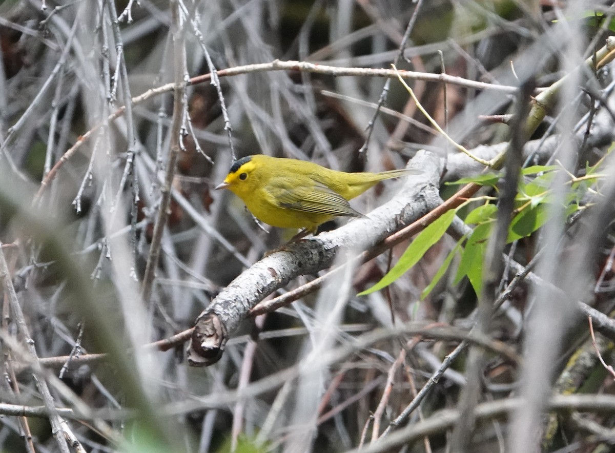 Wilson's Warbler - ML640934014