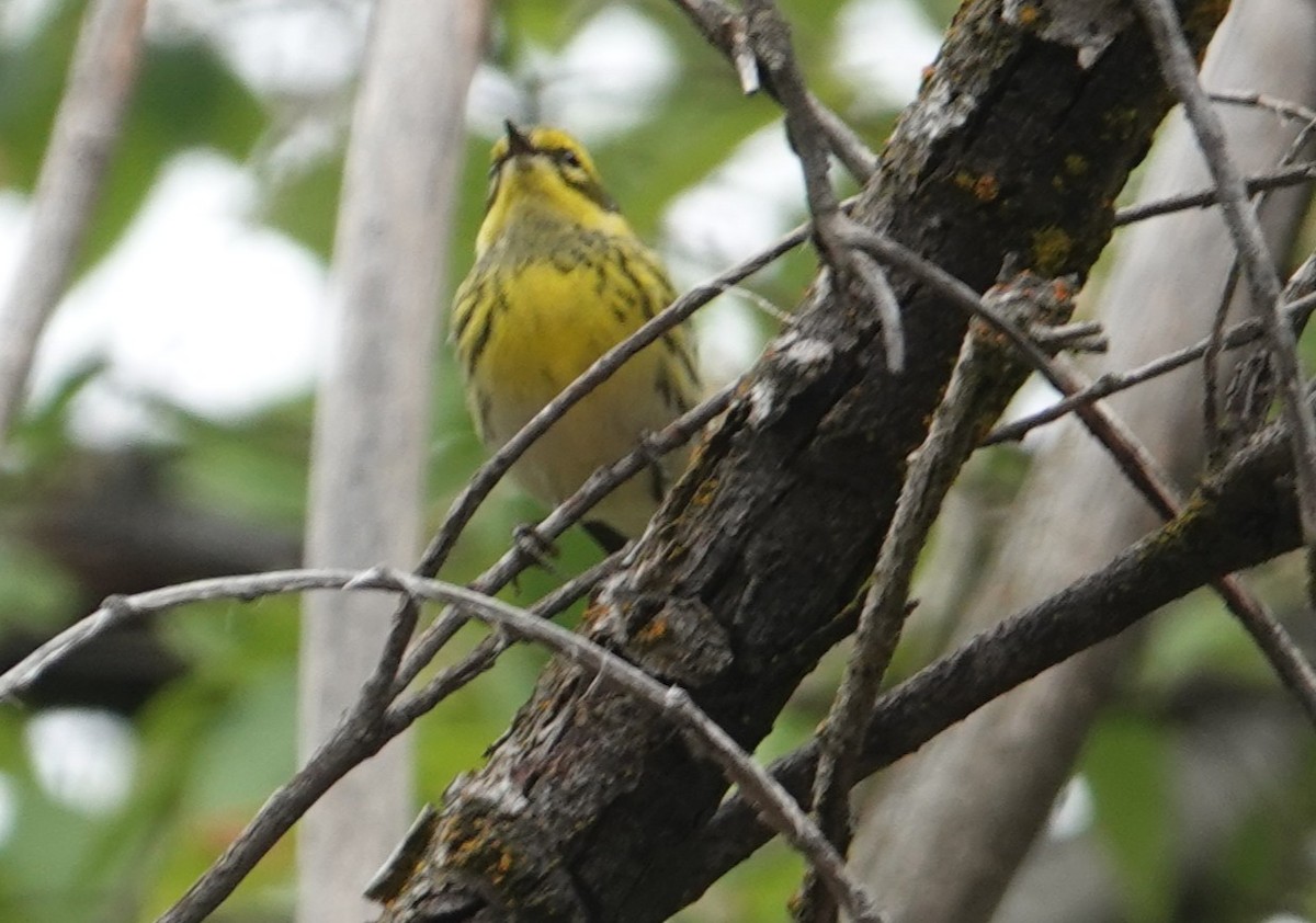 Townsend's Warbler - ML640934034