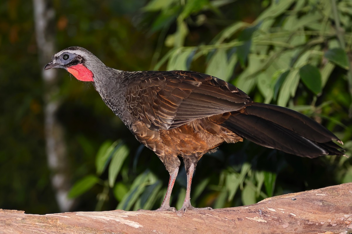 Rusty-margined Guan - ML640934062