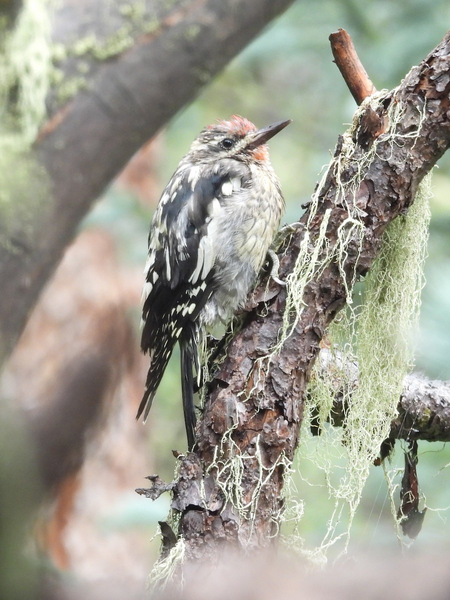 Red-naped Sapsucker - ML640934079