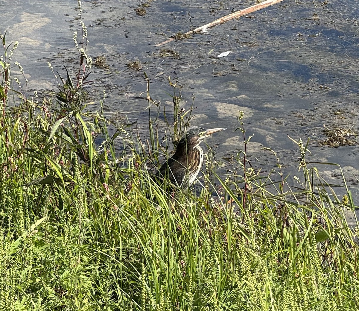 Green Heron - ML640934148