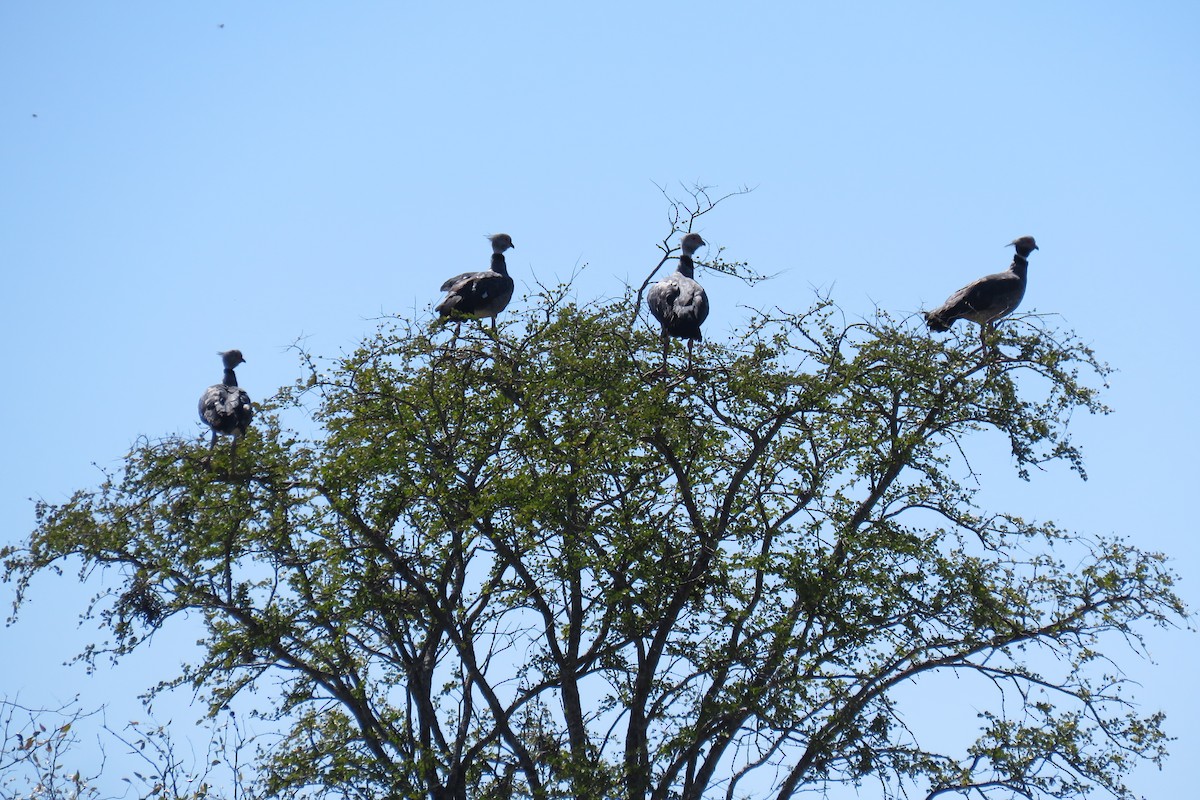 Southern Screamer - ML640934151