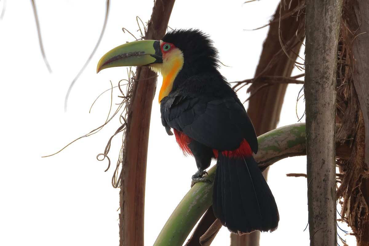 Red-breasted Toucan - ML640934176