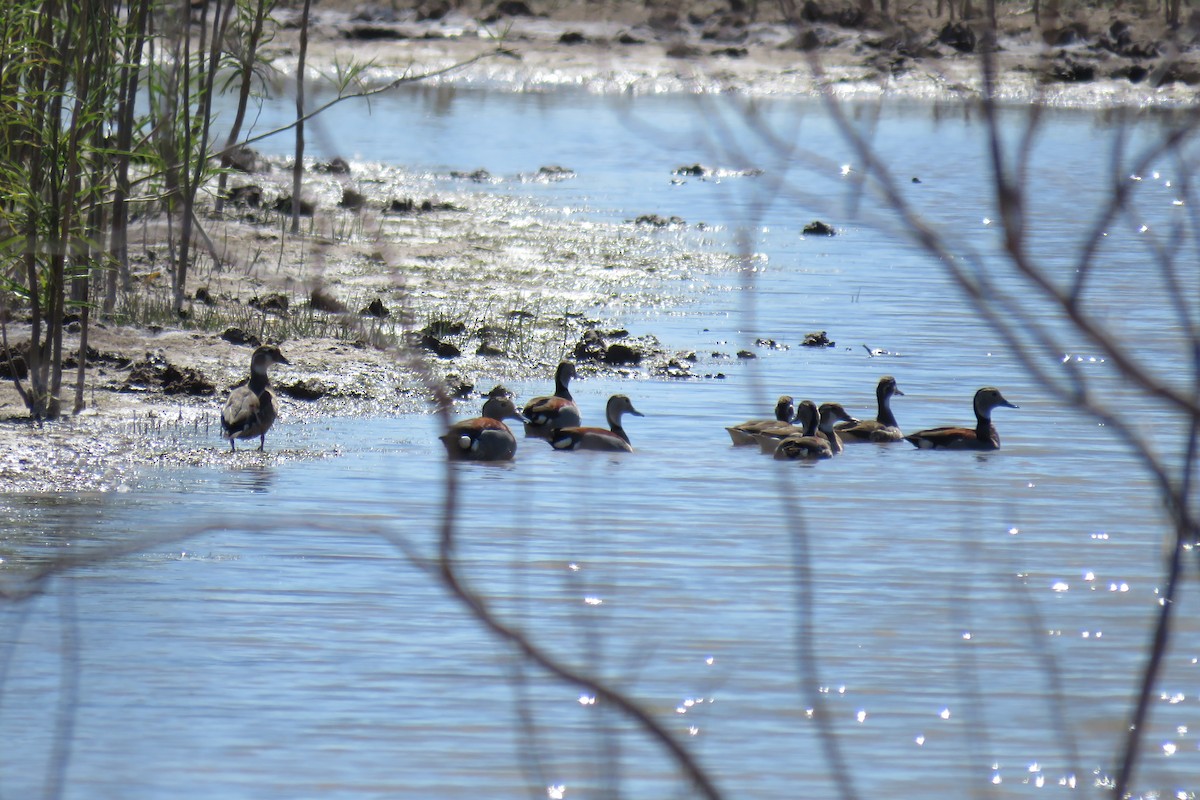 Ringed Teal - ML640934180