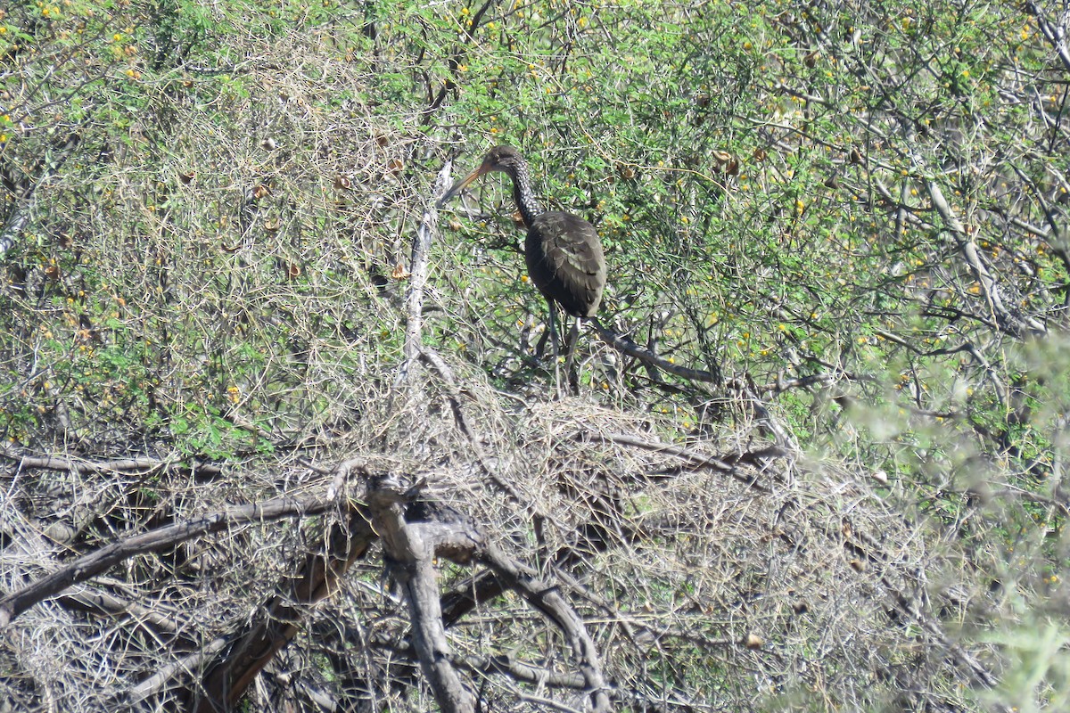 Limpkin - ML640934189