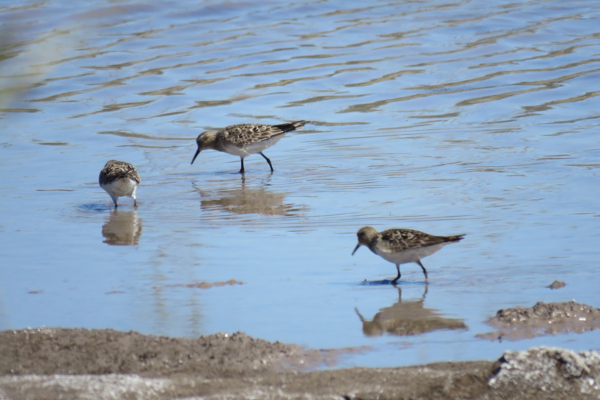 Baird's Sandpiper - ML640934212