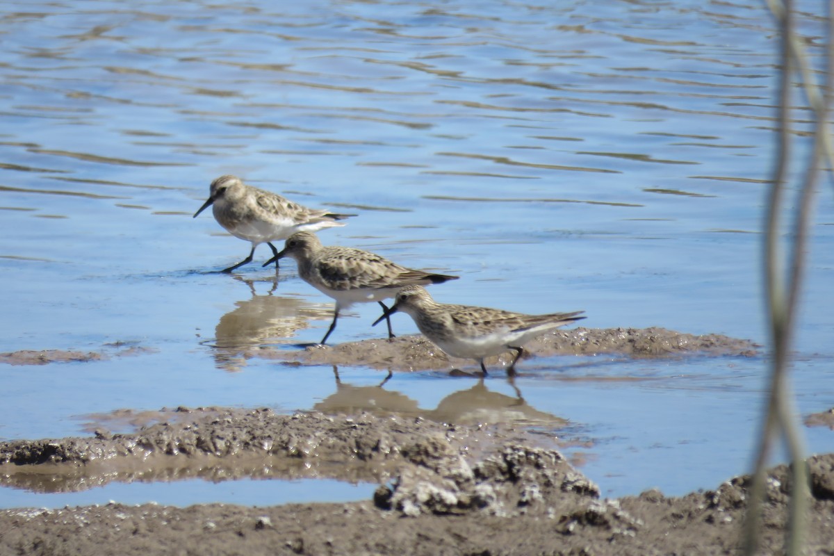 Baird's Sandpiper - ML640934213