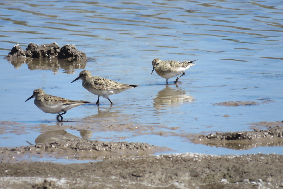 Baird's Sandpiper - ML640934214