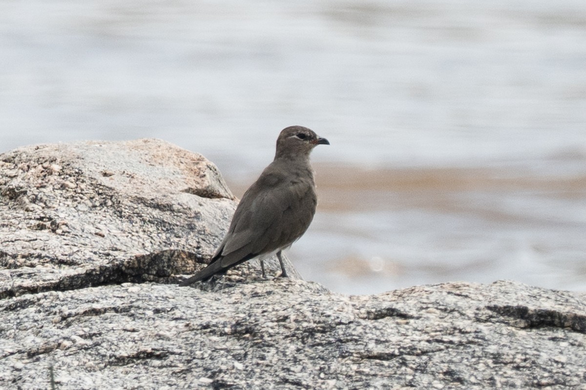 Collared Pratincole - ML640934269