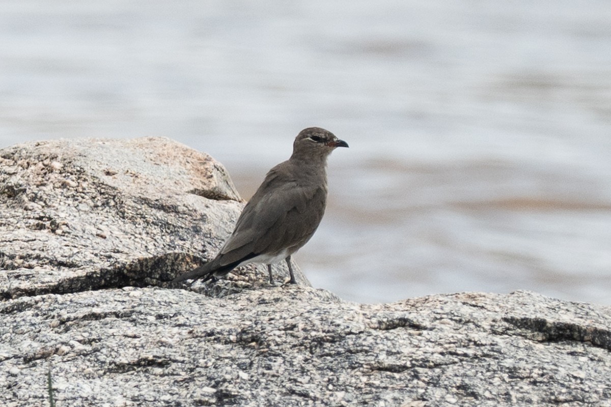 Collared Pratincole - ML640934270