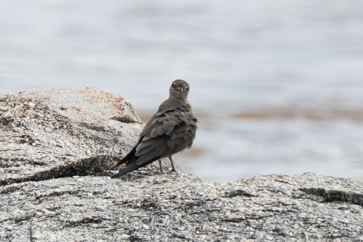 Collared Pratincole - ML640934271