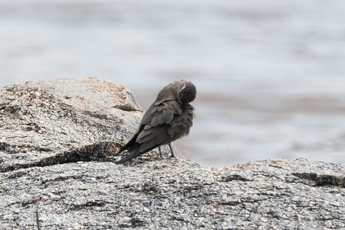 Collared Pratincole - ML640934272