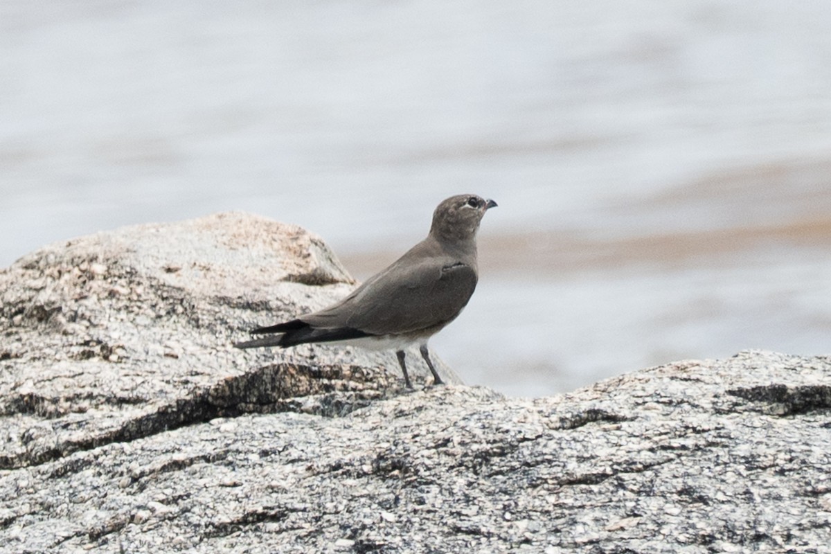Collared Pratincole - ML640934273